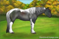Horse Color:Black Sabino Tobiano 