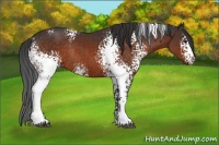 Horse Color:White Spotted Brown Sabino Rabicano