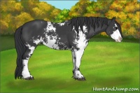 Horse Color:Black Sabino