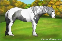 Horse Color:Black Sabino Tobiano Rabicano 
