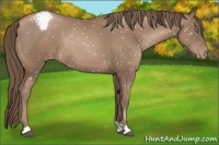 Horse Color:Black Pearl Appaloosa Rabicano 