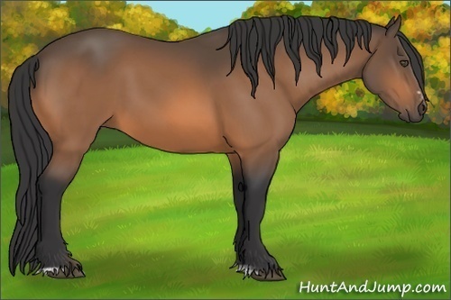 Horse Color:Buckskin Sabino