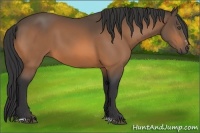 Horse Color:Buckskin Sabino 