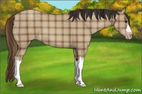Horse Color:Plaid  Classic Champagne 