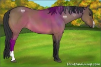 Horse Color:Brown Dun 