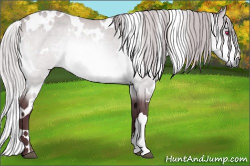 Horse Color:White Spotted Chocolate Silver Bay Chinchilla