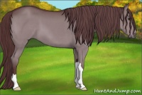 Horse Color:Chocolate Grullo Chinchilla 