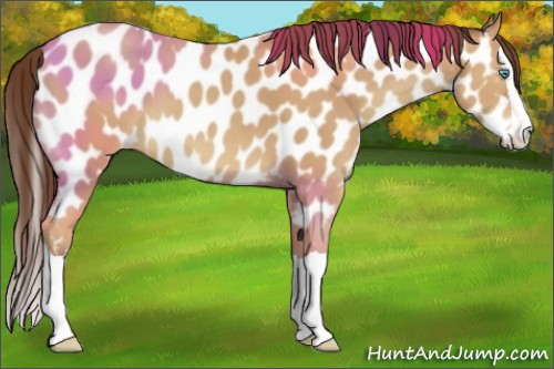 Horse Color:Amber Champagne Splash Appaloosa 