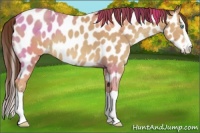 Horse Color:Amber Champagne Splash Appaloosa 