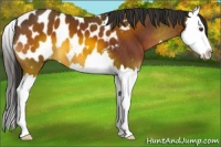 Horse Color:Brown Splash Appaloosa