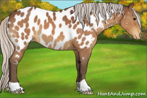 Horse Color:Silver Bay Appaloosa 