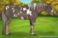 Horse Color:White Spotted Chocolate Palomino 