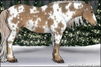 Horse Color:White Spotted Chocolate Palomino