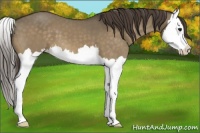 Horse Color:Buckskin Dun Splash Appaloosa 