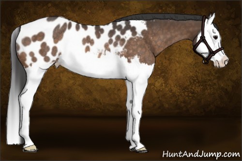 Horse Color:Buckskin Splash Appaloosa Rabicano 