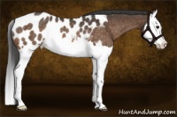 Horse Color:Buckskin Splash Appaloosa Rabicano 