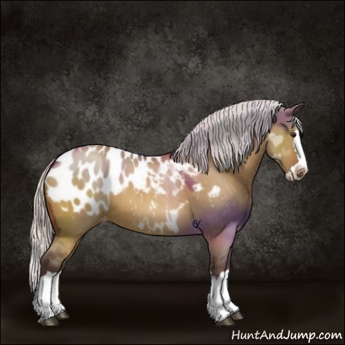 Horse Color:Silver Bay Dun Sabino Splash Appaloosa