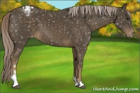 Horse Color:Chocolate Palomino Sabino Appaloosa 