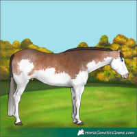 Horse Color:Bay Splash 