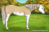 Horse Color:Palomino Dun Splash