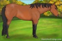 Horse Color:Bay 