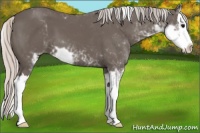 Horse Color:Silver Black Sabino Splash 