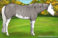 Horse Color:Silver Blue Roan Sabino Splash Rabicano 