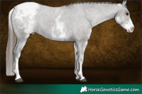 Horse Color:White Spotted Grullo Appaloosa Rabicano  Brindle