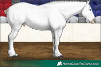 Horse Color:White Spotted Grullo Splash Appaloosa Rabicano Brindle