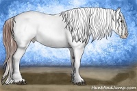 Horse Color:White Spotted Grullo Snowcap Rabicano Brindle