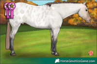 Horse Color:Brown Roan Dun Appaloosa Rabicano Brindle