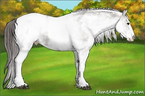 Horse Color:White Spotted Grullo Appaloosa Rabicano Brindle