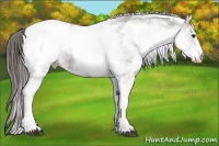 Horse Color:White Spotted Grullo Appaloosa Rabicano  Brindle