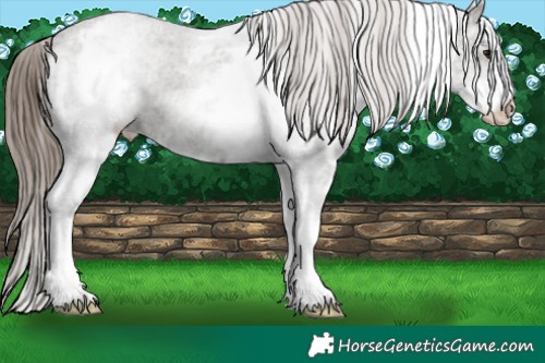 Horse Color:White Spotted Grullo Varnish Rabicano  Brindle