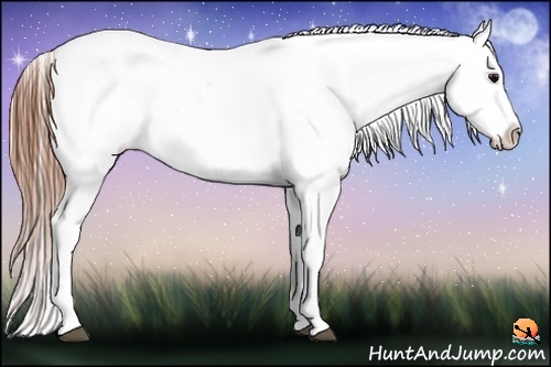 Horse Color:White Spotted Grullo Snowcap Rabicano Brindle
