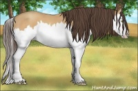 Horse Color:Amber Champagne Splash 