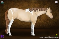 Horse Color:Bay Pearl Dun Sabino Tobiano