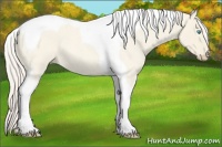 Horse Color:Cremello Roan Dun Tobiano