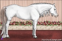 Horse Color:White Spotted Grullo Snowcap Rabicano Brindle