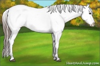 Horse Color:White Spotted Grullo Appaloosa Rabicano  Brindle