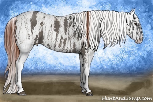 Horse Color:White Spotted Grullo Snowcap Rabicano  Brindle