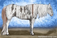 Horse Color:White Spotted Grullo Snowcap Rabicano  Brindle