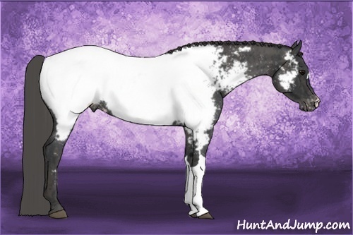 Horse Color:Blue Roan Near Fewspot Rabicano  Brindle