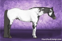 Horse Color:Blue Roan Appaloosa Rabicano Brindle