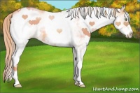 Horse Color:White Spotted Gold Champagne 