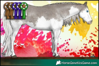 Horse Color:White Spotted Silver Black Splash Appaloosa Rabicano Brindle