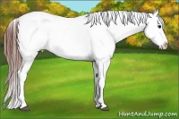 Horse Color:White Spotted Grullo Appaloosa Rabicano Brindle