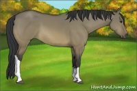 Horse Color:Bay Dun