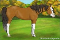 Horse Color:Bay Splash