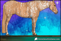 Horse Color:White Spotted Grullo Varnish Rabicano Brindle